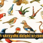 Przejdź do - Rozwiń skrzydła z Moim Stypendium!