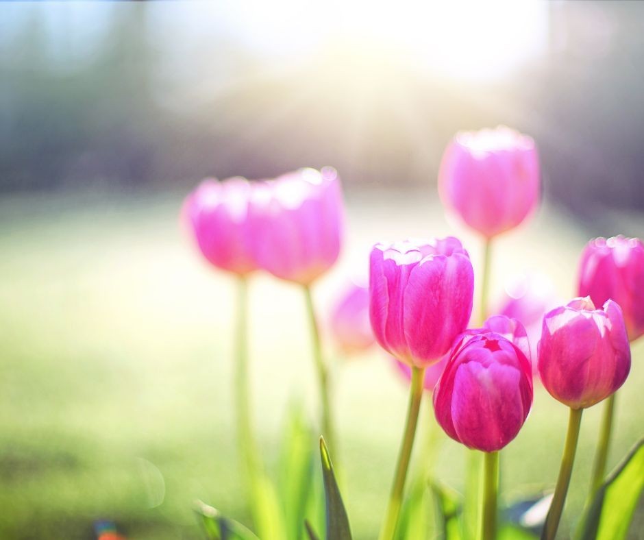 zdjęcie, różowe tulipany
